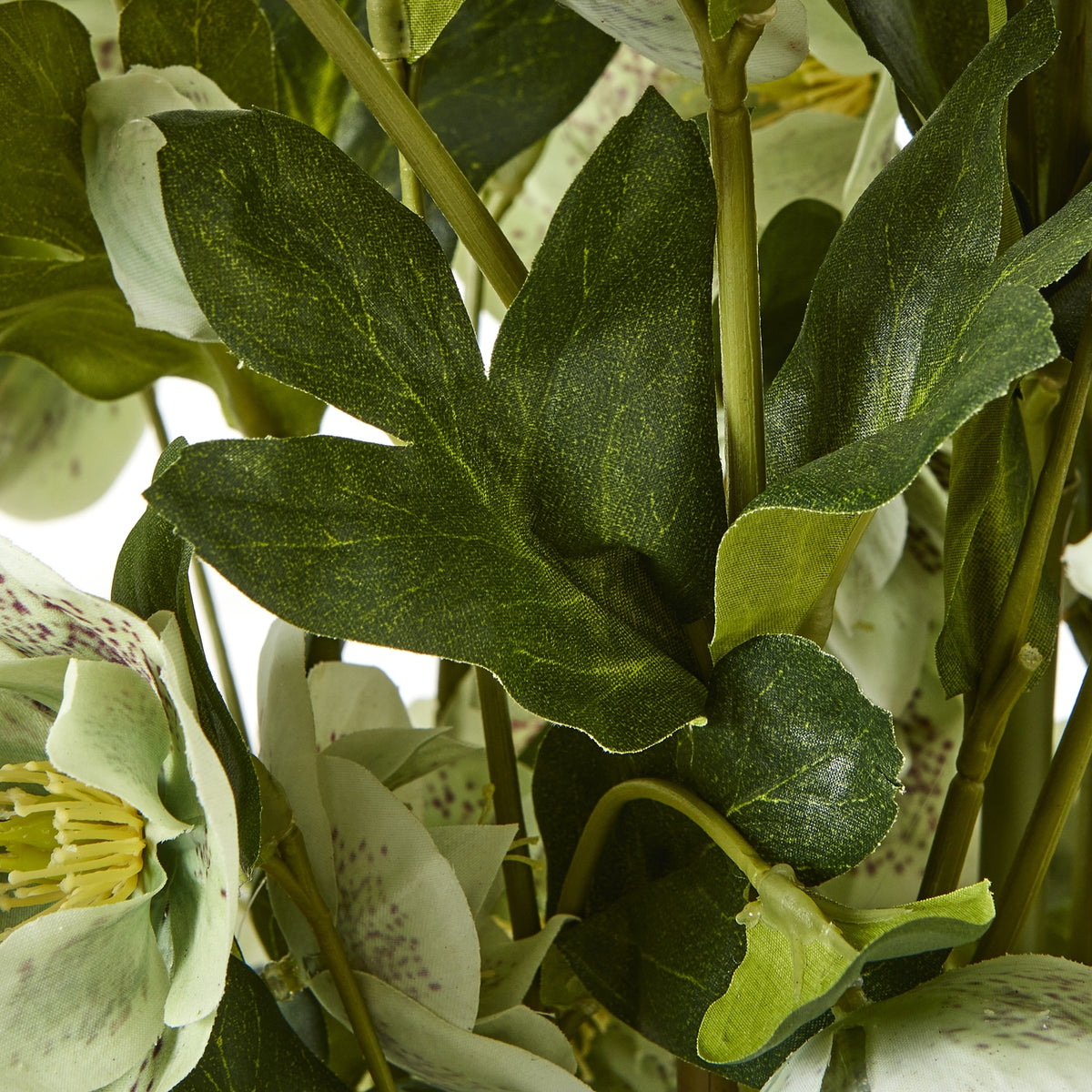 Large Green Hellebore In Taupe Pot - view 3