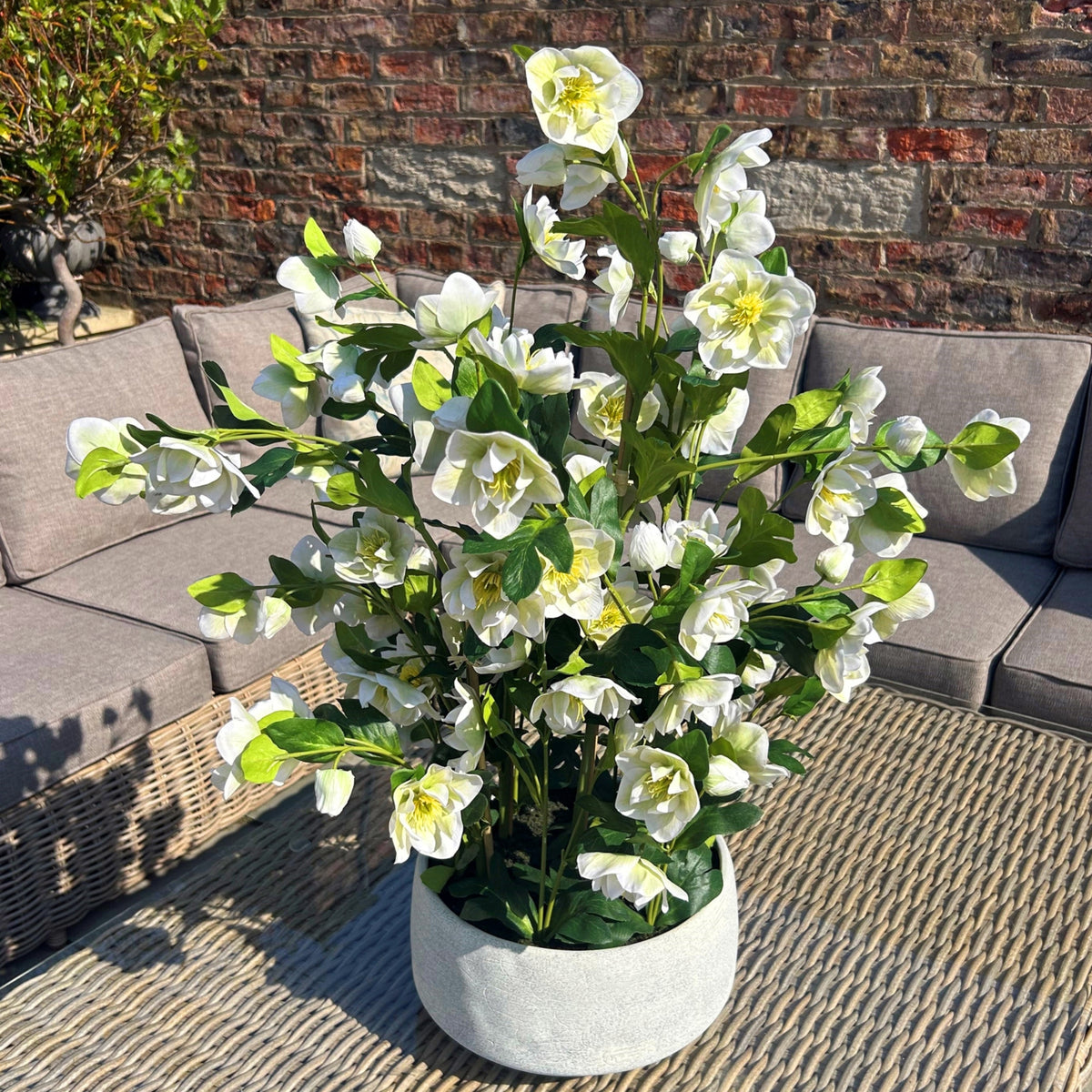 Large White Hellebore in Grey Pot - view 2