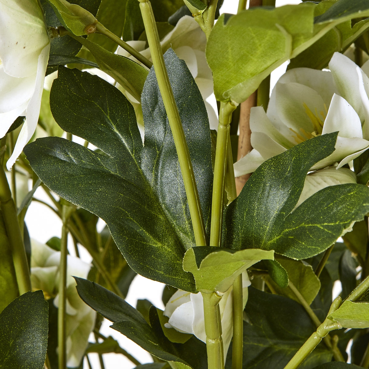Large White Hellebore in Grey Pot - view 3
