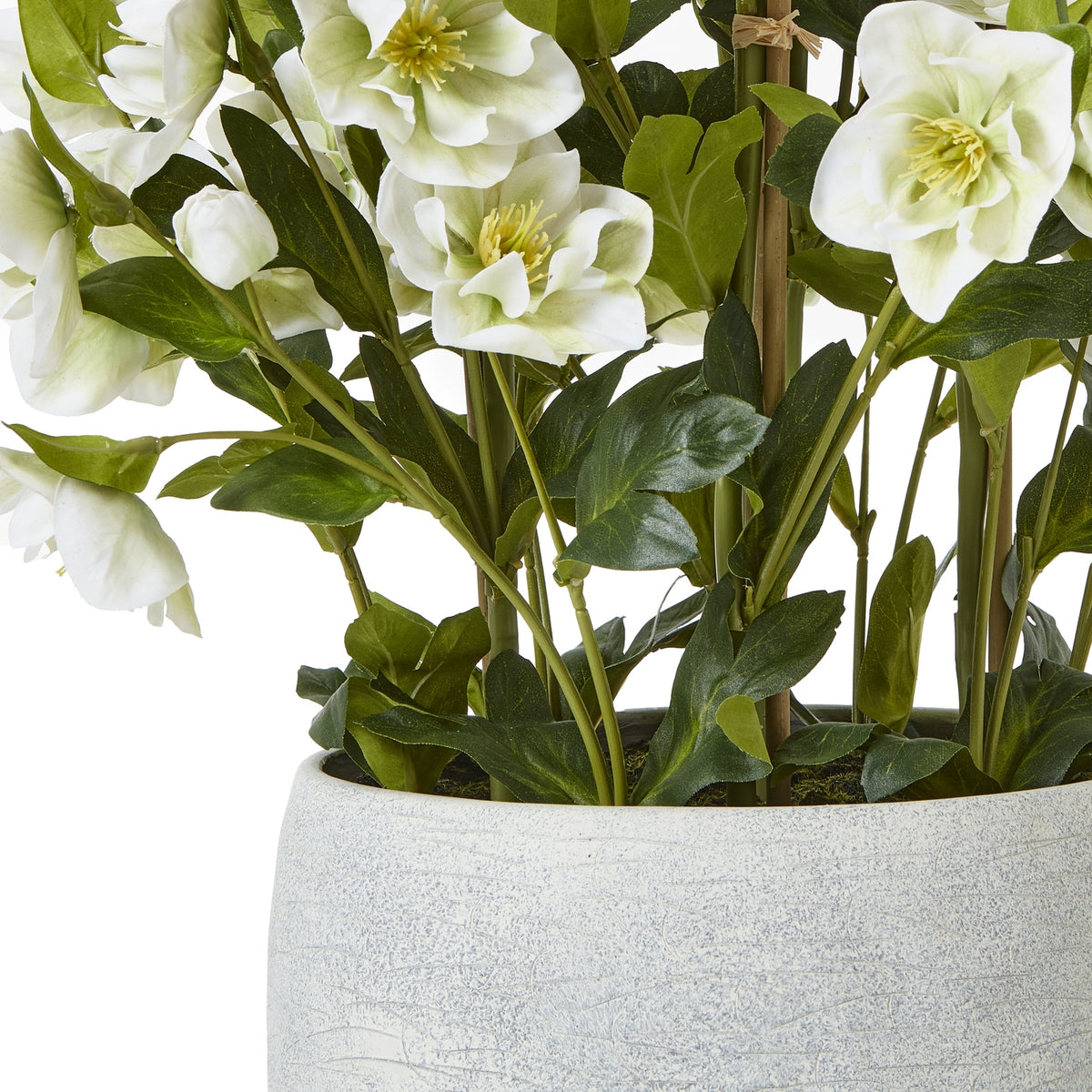 Large White Hellebore in Grey Pot - view 4
