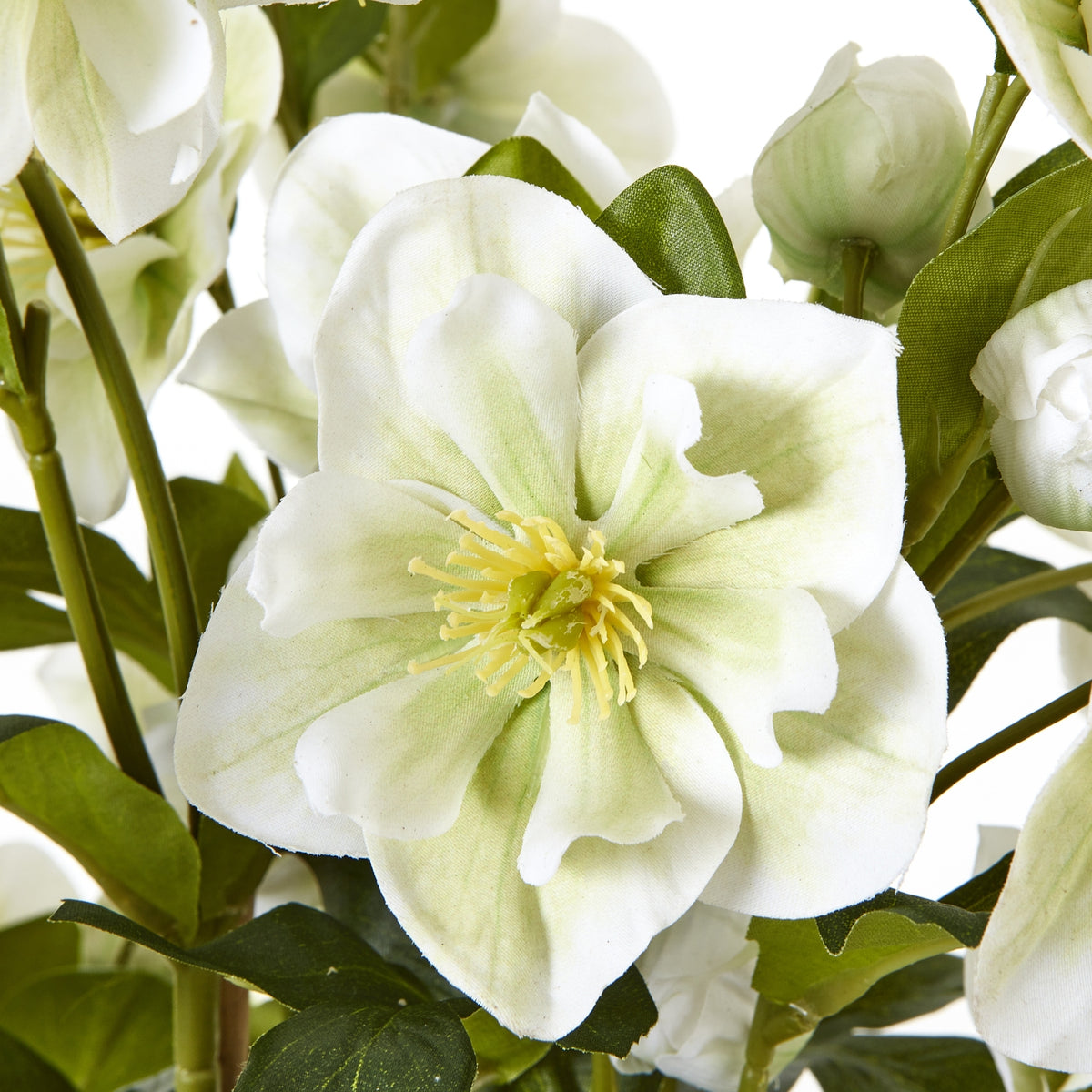 Large White Hellebore in Grey Pot - view 5